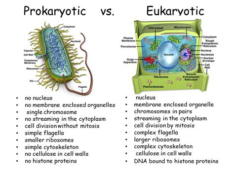 Principal Differences Between Prokaryotic Cells And Eukaryotic Cells Sexiezpicz Web Porn