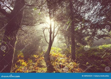 Sunny Forest Stock Image Image Of Alaska North Sunlight 58964525