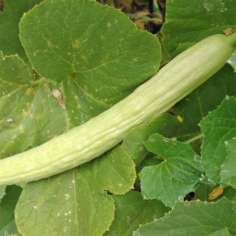 Armenian Pale Green Heirloom Cucumber Seeds Terroir Seeds