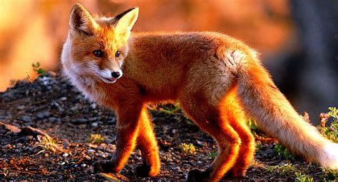 Adorable Fox Hd Wallpaper Best Image Background