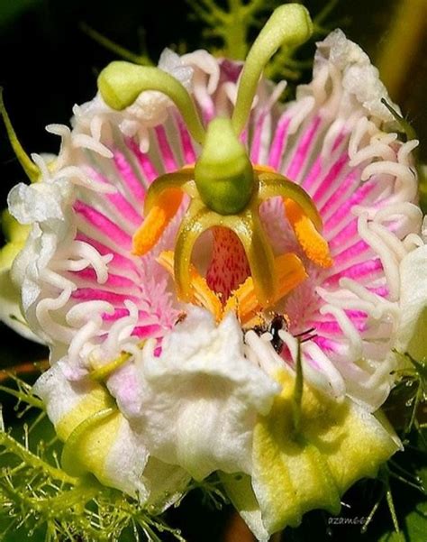 The Most Exotic Flowers In The World Nature Babamail