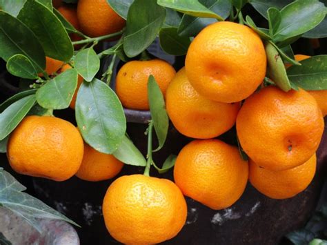 Mandarina Características Beneficios Propiedades Usos Fruta