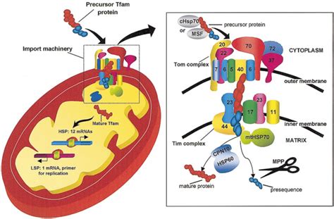 Mitochondrial biogenesis is the process by which cells increase mitochondrial mass. Figure 2. Left: mitochondrial transcription factor A (Tfam ...