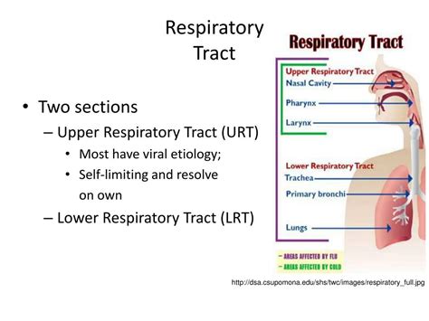 Ppt Upper Respiratory Tract Infections Powerpoint Presentation Free