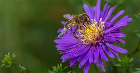 We need them and they need us to know that. Put bee-friendly flowers anywhere with pots