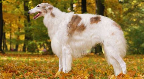 Borzoi Dog Breed Information And Facts Pictures Pets Feed
