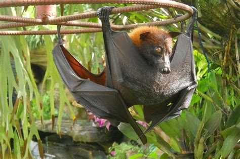 Flying Fox Eldora Newkirk