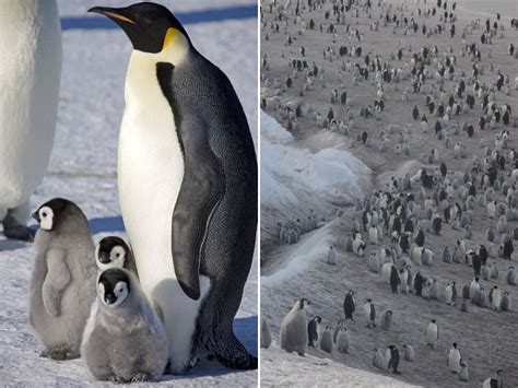 Satellites Discover Hidden Emperor Penguin Colonies In Antarctica