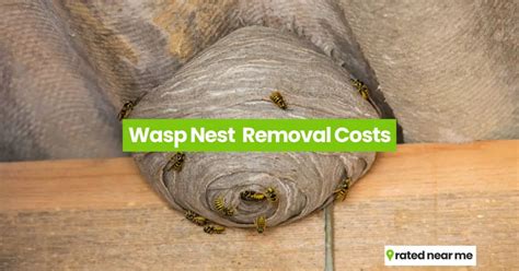 Wasp Nest Removal Costs Compare Prices