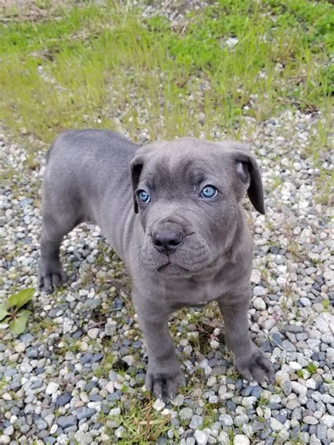 Our Blue Cane Corso Puppy Bane Steals Hearts Cute Animal Picture