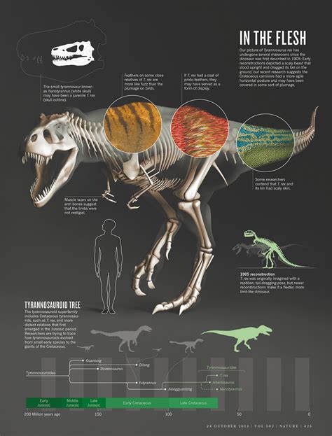 The Truth About T Rex Daily Infographic