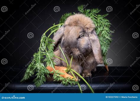 Brown Bunny Rabbit Eating Carrots And Verdure Stock Photo Image Of