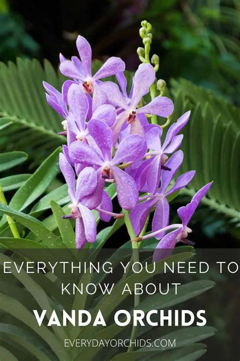Vanda Orchid Care Guide Everyday Orchids