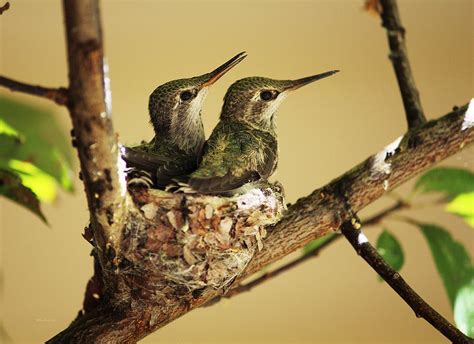 Two Hummingbird Babies In A Nest Photograph By Xueling Zou Pixels