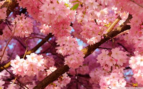 Close Up Photography Of Pink Cherry Blossom Tree Hd Wallpaper