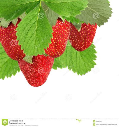 Many Strawberries Closeup Stock Image Image Of Natural 32262201
