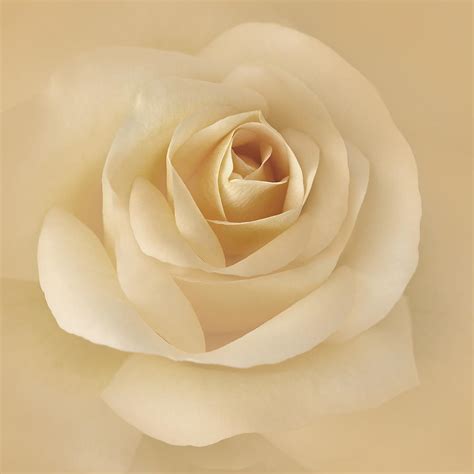 Soft Golden Rose Flower Photograph By Jennie Marie Schell Fine Art