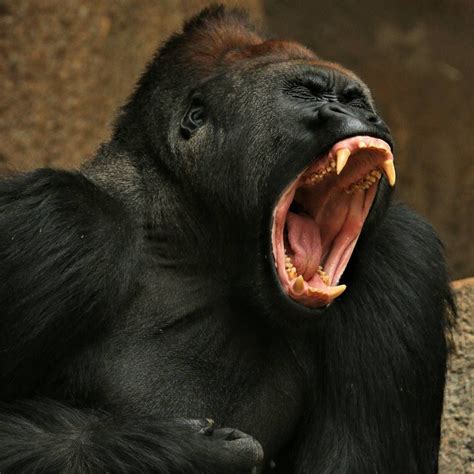 Angry Animals Animals And Pets Funny Animals Cute Animals African