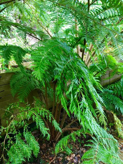My husband and i chose to celebrate our 15 year anniversary here and it was a phenomenal choice! Check it out! Cyathea Marleyi | Lost garden, Lost gardens ...
