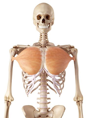 Even a single case study report of injury to the female athletic population. The Pectoralis Major Stock Photo - Download Image Now - iStock