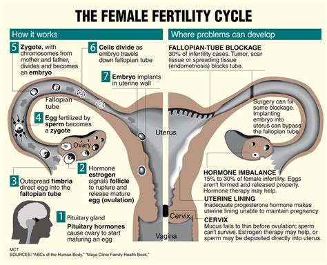 Female Fertility Cycle Medizzy