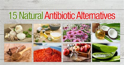 15 Natural Antibiotic Alternatives The Grow Network The Grow Network