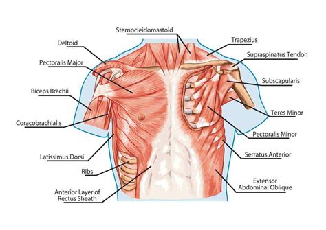 Upper Chest Muscle Anatomy