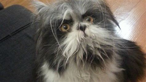 Cats That Look Like Dogs Vlrengbr