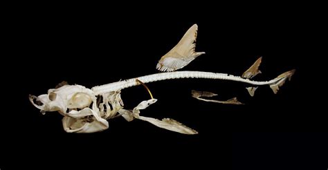 Skulls Bones And Fish Soup Smooth Hound Shark Skeleton
