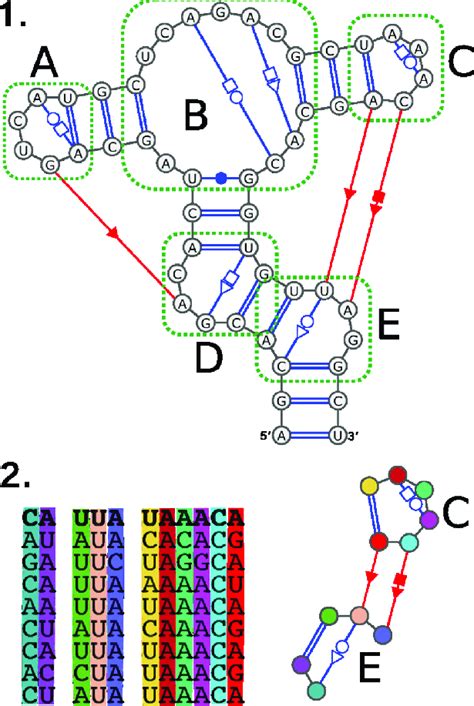 Secondary Structure And Module In 1 We Show An Rna And Its Secondary