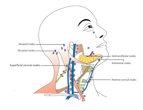 Cervical Lymph Nodes Anatomy Lymph Nodes Cervical Lymph Glands
