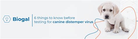 Canine Distemper Tips Biogal Labs