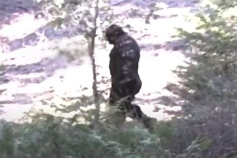 Man Photographs Possible Bigfoot In Iowa Journal News