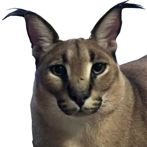 Big Floppa Gregory The Caracal A Crappy Png Ifunny