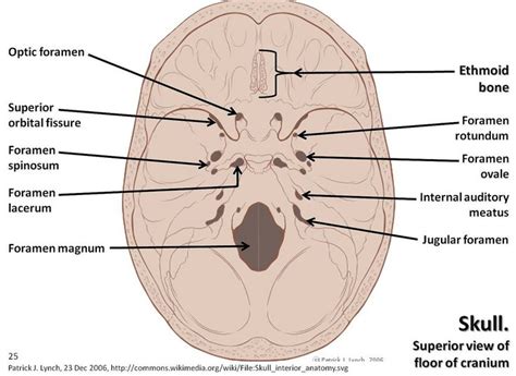 The Structure Of The Human Skull With Labels On Each Side And Labeled Parts Labelled Below