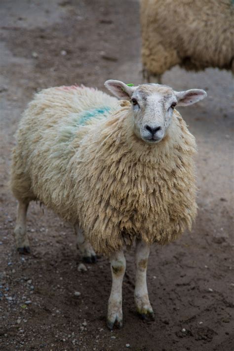 Sheep Free Stock Photo - Public Domain Pictures