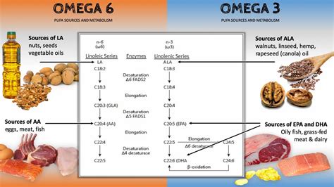 Improve Your Omega 6 To Omega 3 Balance Rosemary Cottage Clinic Blog