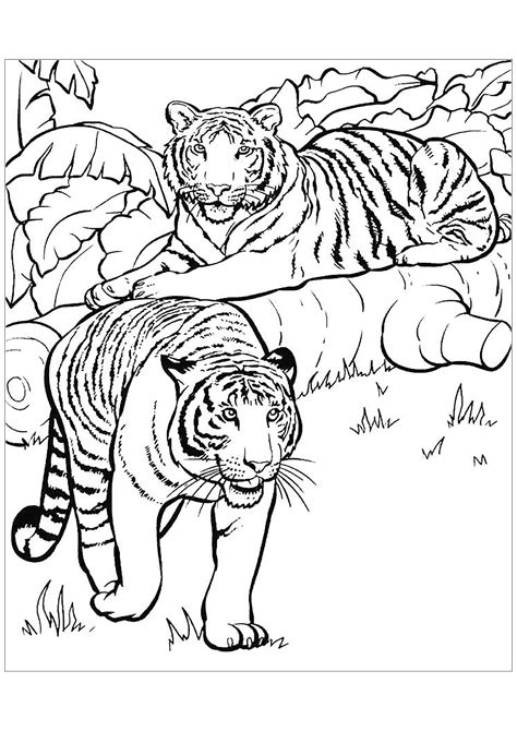 Dessin de tigre gratuit à télécharger et colorier Coloriages de
