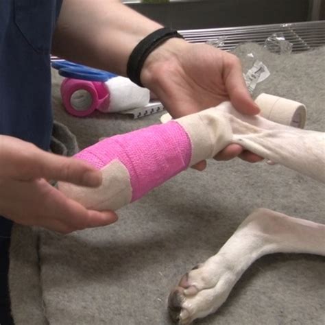 In this article, i will discuss the guidelines on the subject of how to bandage a dog's leg. Foot Bandage on a Dog