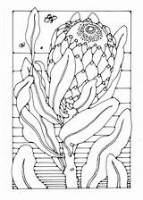 Protea Malvorlage Große sketch template