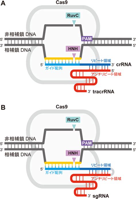 近幾年最熱門的基因編輯技術 crispr/cas9 介紹，這個從原核生物發現的免疫系統，因為其專一性與簡易性，現已可以用於各種生物技術的 dna 基因編輯實驗 (in vitro 或者 in vivo). ガイドRNA - JapaneseClass.jp