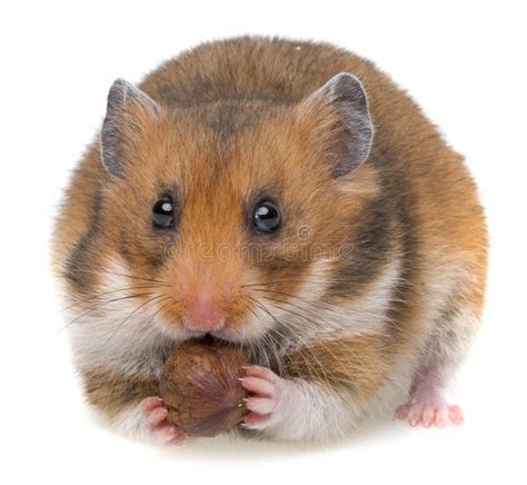 Hamster Eating A Nut Stock Photo Image Of Present Funny 31121848