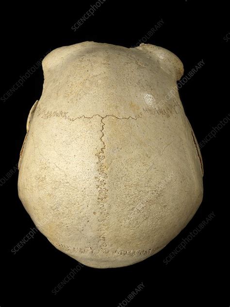 Hominin Skull From Sima De Los Huesos Stock Image C0213015
