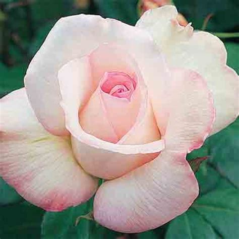 Sheer Bliss Hybrid Tea Rose Hybrid Tea Roses Edmunds Roses