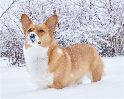 The Majestic Snow Corgi 2415x1927px Cute Corgi Corgi Puppy Cute