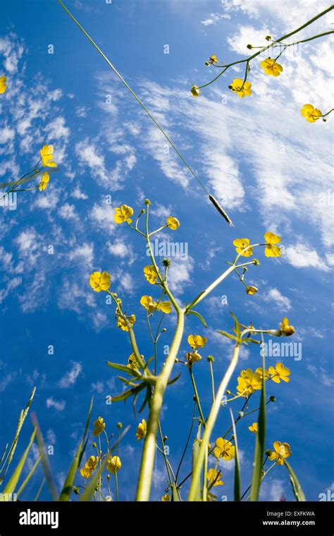 Worms Eye View Of Buttercup Flowers Against A Summer Sky Stock Photo