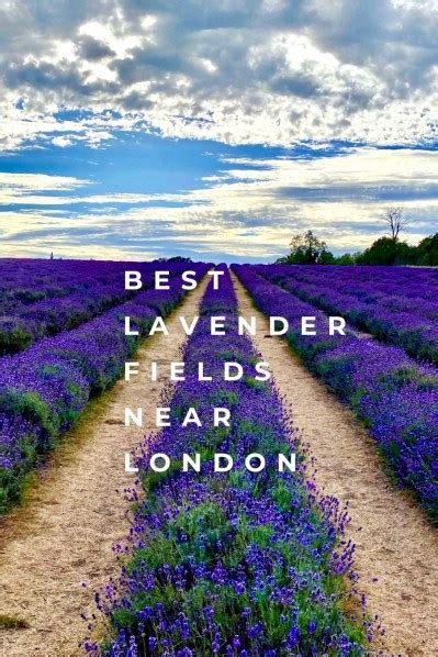 Best Lavender Fields Near London The Trraveller