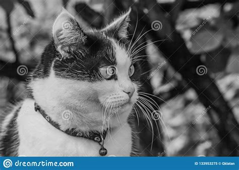 A Black And White Photo Of A Beautiful Adult Young Black And White Cat