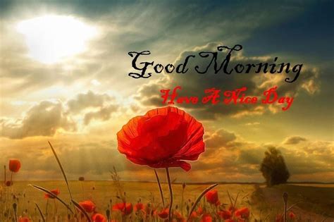 The phrase good morning is a common greeting used in japan, and is considered the respectful way to greet both strangers and friends before 10 a.m. Good Morning Pictures and wallpapers for Morning Wishes
