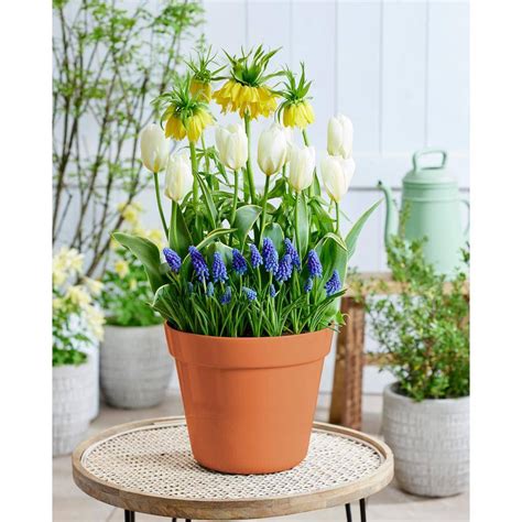 Van Zyverden Concertos Spring Blooming Patio Planter Kit Set Of 40